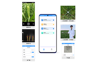 大同市小麦亩穗数分析仪IN-XM02